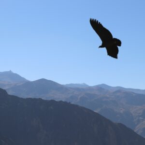 a large bird flying over a mountain range