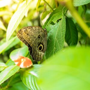 brown butterfly on green leaf