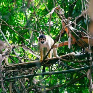 a white and black animal sitting on top of a tree branch