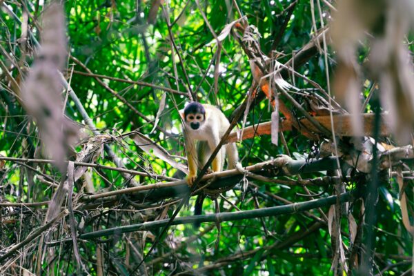 a white and black animal sitting on top of a tree branch