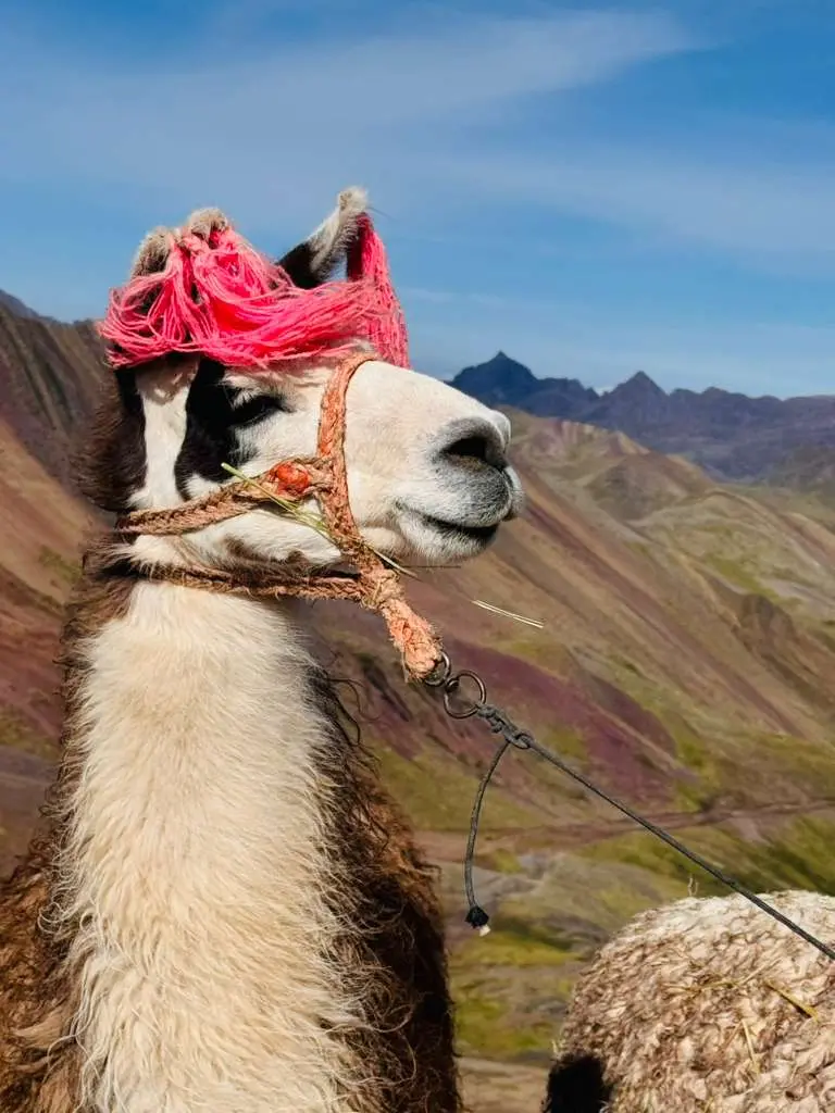 visitnig lamas in Cusco